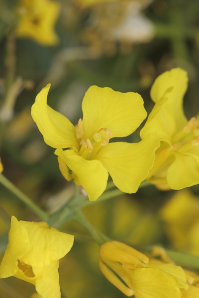 Raps (<i>Brassica napus</i>) - Blte